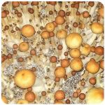 Псилоцибиновые (галлюциногенные)  грибы Psilocybin "Golden Teacher" в Калтане
