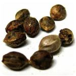 Семена марихуаны АК-47  (Seeds AK-47) в Калтане